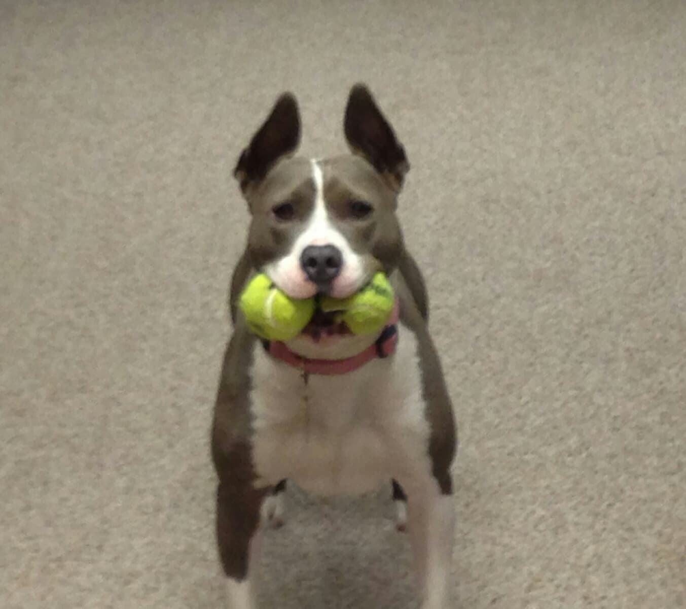 Science Says to become Healthy – Get a Dog