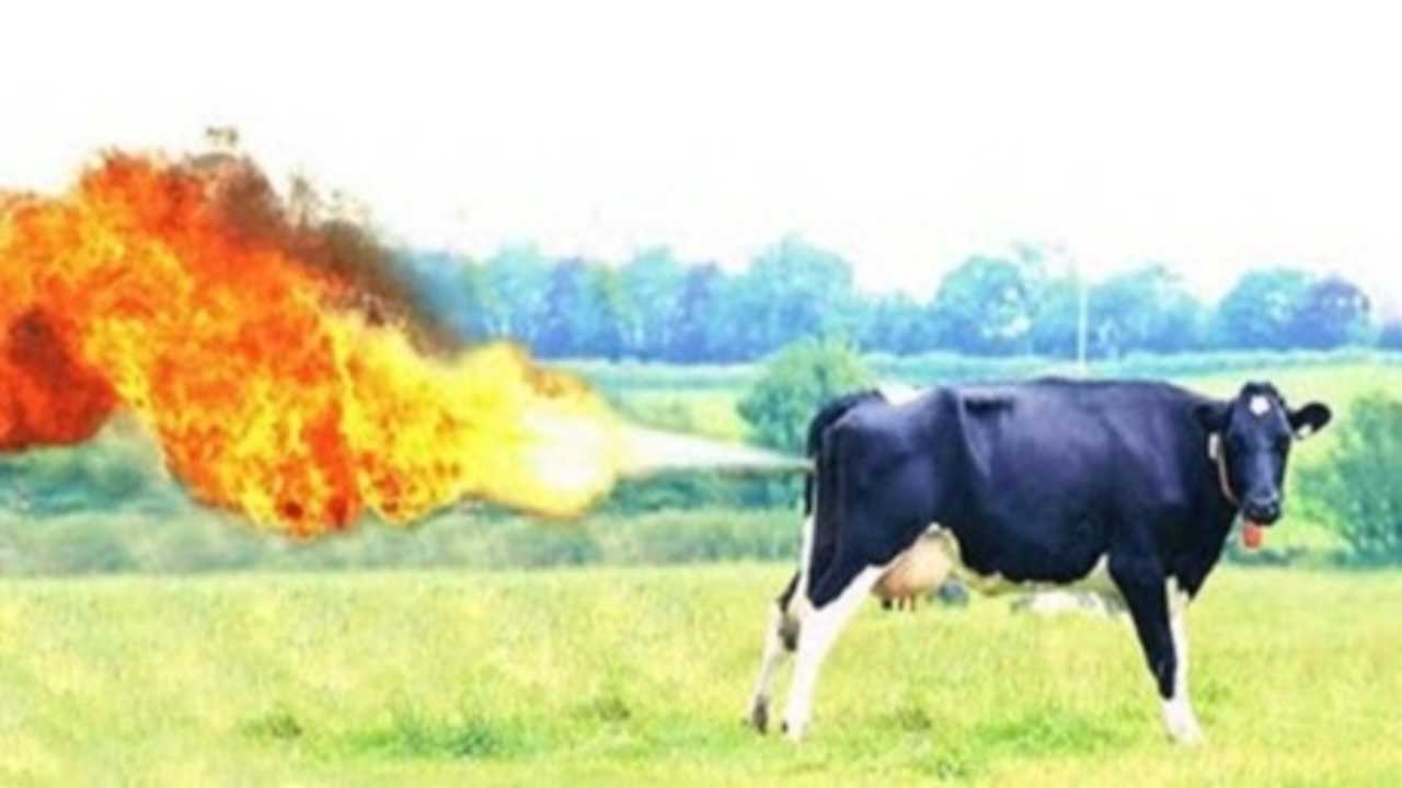 Saving the World One Cow Fart at a Time