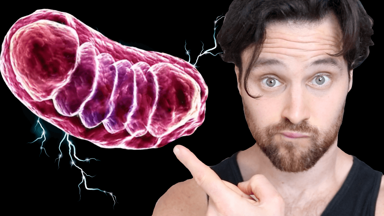 Mitochondria |  The Secret to a Strong Immune System?