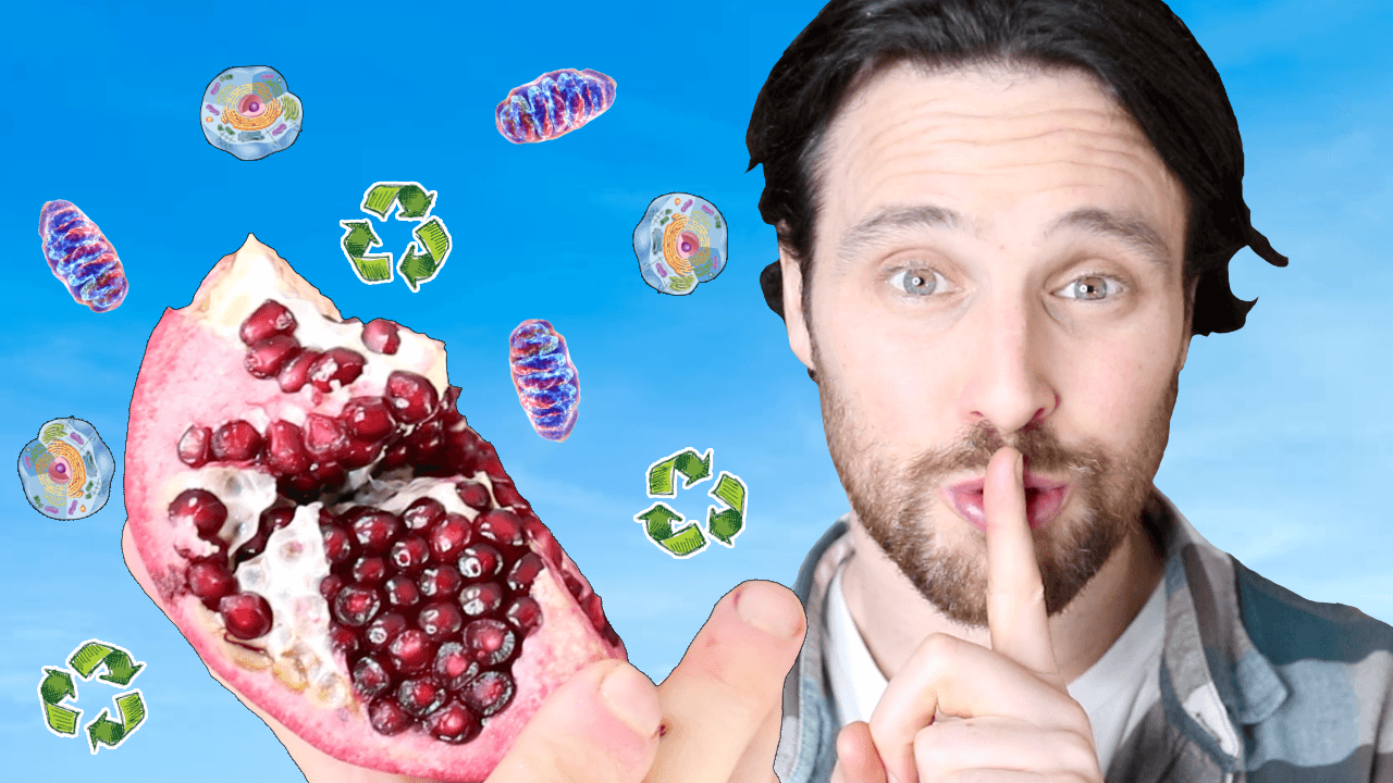 Plants Secret Longevity Compounds | Phytochemicals