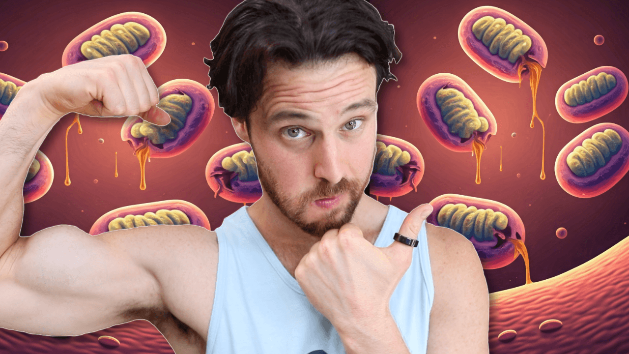 Mitochondria Fragmentation is Aging Your Muscle Faster | Here’s How to Stop it