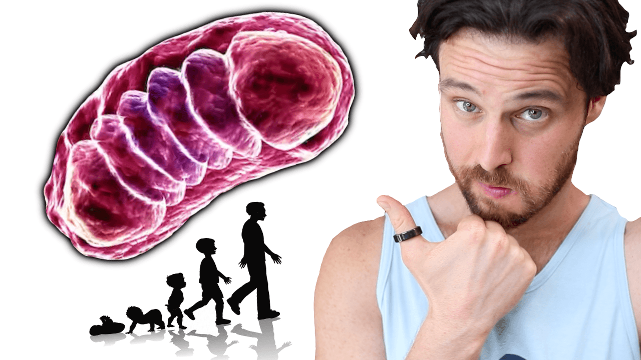 Is Improving Mitochondria Function a Secret to Fixing Obesity?